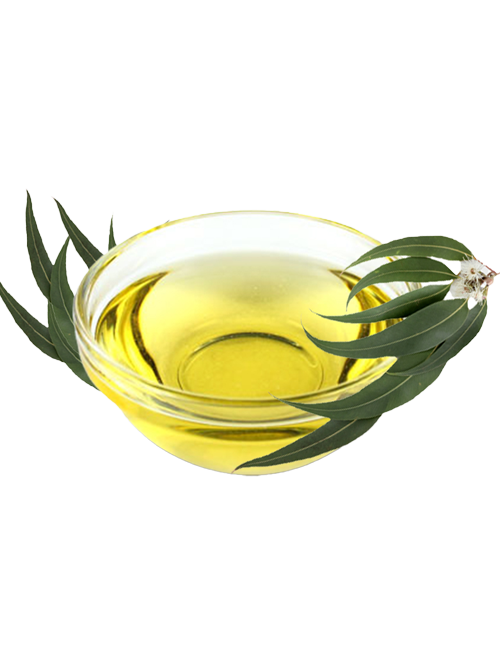 EUCALYPTUS OIL