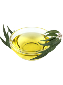 EUCALYPTUS OIL